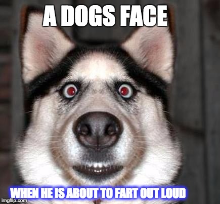 dog farting out loud | A DOGS FACE; WHEN HE IS ABOUT TO FART OUT LOUD | image tagged in memes,funny,hot memes,funny animal memes,funny dog memes,fart memes | made w/ Imgflip meme maker