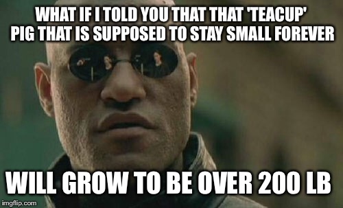 Miniature pigs don't exist folks | WHAT IF I TOLD YOU THAT THAT 'TEACUP' PIG THAT IS SUPPOSED TO STAY SMALL FOREVER; WILL GROW TO BE OVER 200 LB | image tagged in memes,matrix morpheus,what if i told you,pigs,the truth | made w/ Imgflip meme maker