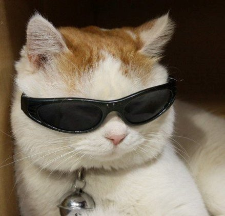 cat in sunglasses Blank Meme Template
