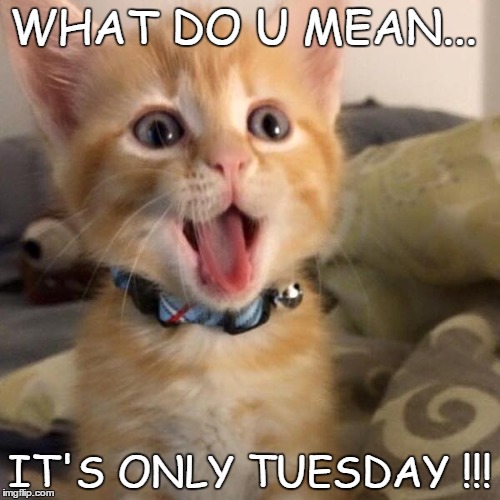 WHAT DO U MEAN... IT'S ONLY TUESDAY !!! | image tagged in tuesday | made w/ Imgflip meme maker