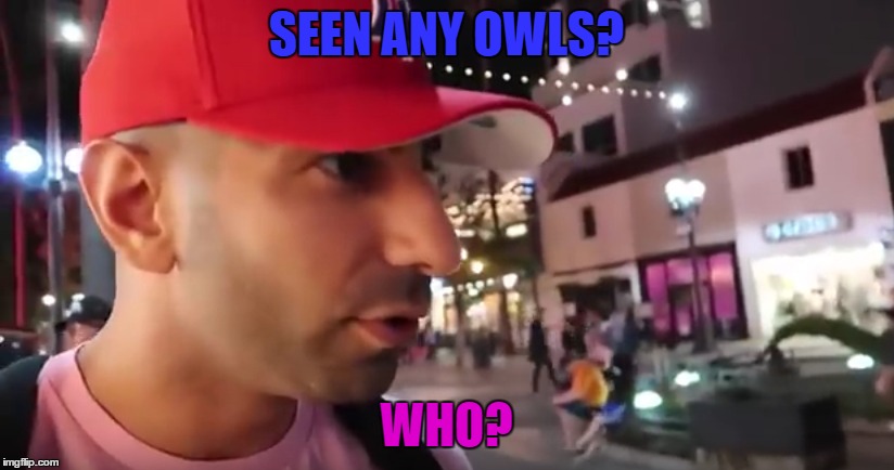 Who? | SEEN ANY OWLS? WHO? | image tagged in memes | made w/ Imgflip meme maker