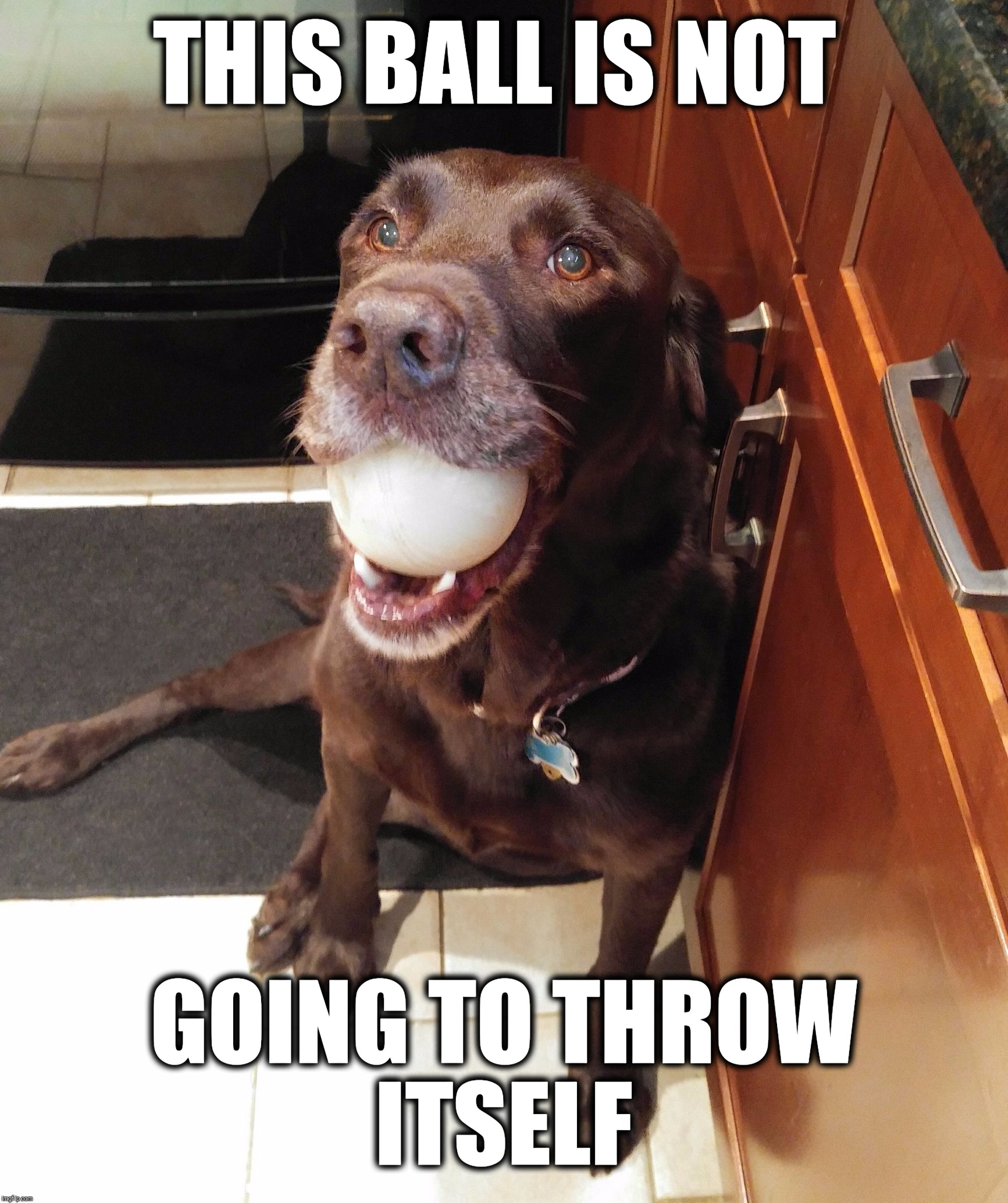This ball is not going to throw itself!  | THIS BALL IS NOT; GOING TO THROW ITSELF | image tagged in chuckie the chocolate lab,funny,funny memes,dog,ball,labrador | made w/ Imgflip meme maker