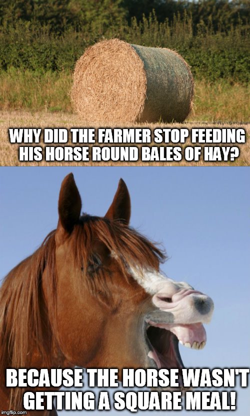 Horsing around! | WHY DID THE FARMER STOP FEEDING HIS HORSE ROUND BALES OF HAY? BECAUSE THE HORSE WASN'T GETTING A SQUARE MEAL! | image tagged in horse | made w/ Imgflip meme maker