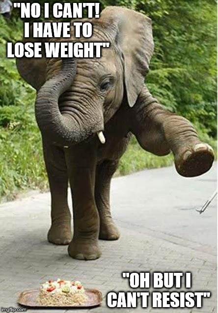 What a Diet feels like | "NO I CAN'T! I HAVE TO LOSE WEIGHT"; "OH BUT I CAN'T RESIST" | image tagged in elephant,funny,fat,diet,cake,goofy | made w/ Imgflip meme maker