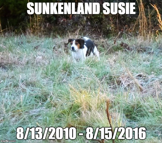 Susie | SUNKENLAND SUSIE; 8/13/2010 - 8/15/2016 | image tagged in my little pony | made w/ Imgflip meme maker