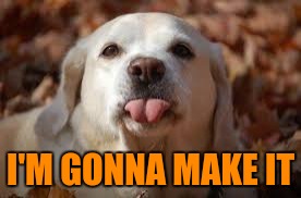 Dog Sticking Tongue Out | I'M GONNA MAKE IT | image tagged in dog sticking tongue out | made w/ Imgflip meme maker