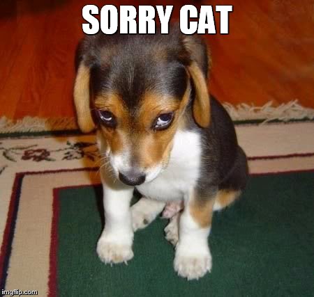 SORRY CAT | made w/ Imgflip meme maker