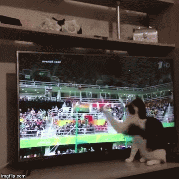 Кошка помогает своим | image tagged in gifs,cat | made w/ Imgflip video-to-gif maker