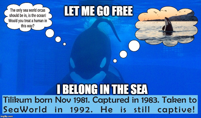 LET ME GO FREE; I BELONG IN THE SEA | image tagged in tilikum | made w/ Imgflip meme maker