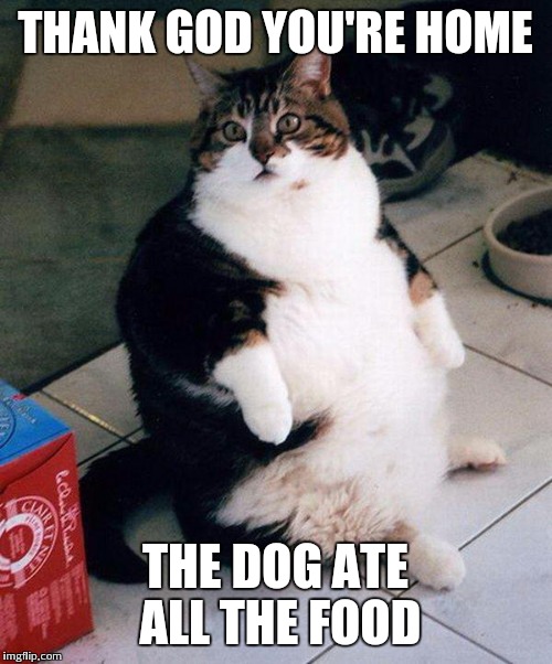 fat cat | THANK GOD YOU'RE HOME; THE DOG ATE ALL THE FOOD | image tagged in fat cat | made w/ Imgflip meme maker