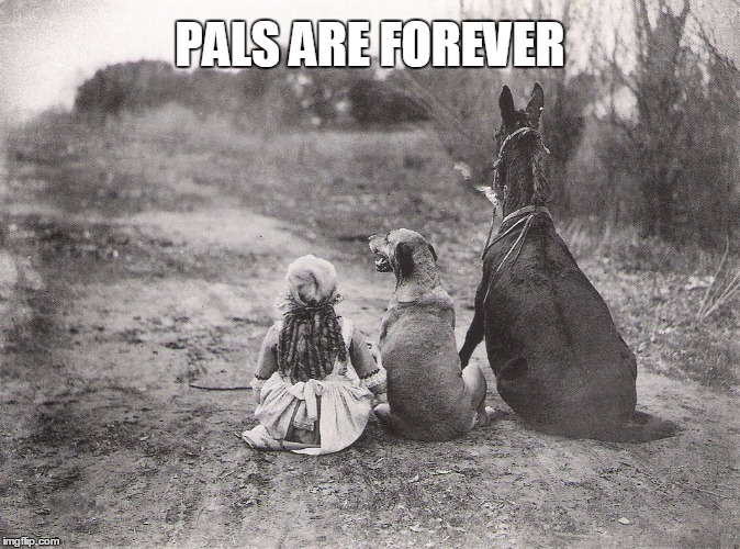 FOREVER PALS | PALS ARE FOREVER | image tagged in friends,dogs,horses,pets | made w/ Imgflip meme maker