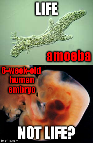 LIFE; amoeba; 6-week-old human embryo; NOT LIFE? | image tagged in meme,pro-life | made w/ Imgflip meme maker