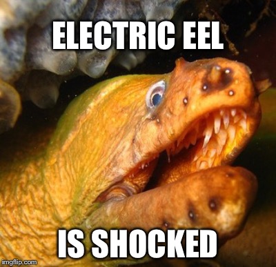 What Happened? | ELECTRIC EEL; IS SHOCKED | image tagged in electric,sadly i am only an eel | made w/ Imgflip meme maker