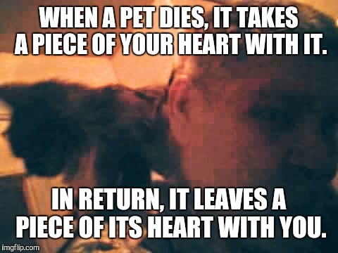 RIP Hailey Kitten. 2006 - 2016 | WHEN A PET DIES, IT TAKES A PIECE OF YOUR HEART WITH IT. IN RETURN, IT LEAVES A PIECE OF ITS HEART WITH YOU. | image tagged in cats,pets | made w/ Imgflip meme maker