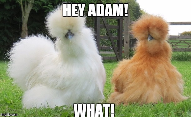 HEY ADAM! WHAT! | made w/ Imgflip meme maker