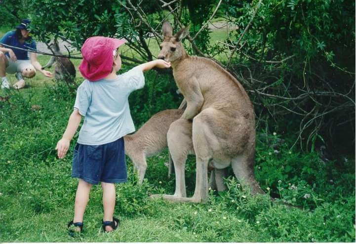 High Quality kid kangaroo Blank Meme Template