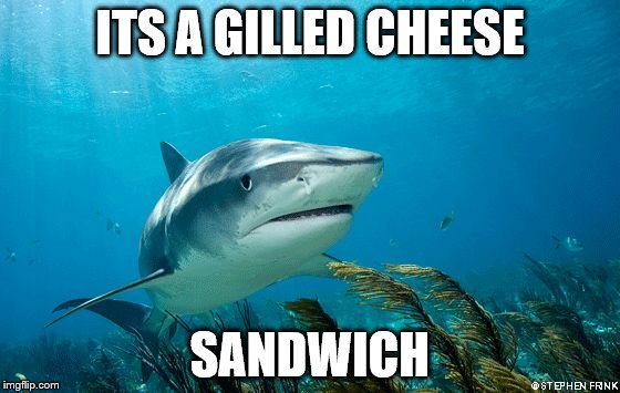 Conspiracy Shark | ITS A GILLED CHEESE SANDWICH | image tagged in conspiracy shark | made w/ Imgflip meme maker