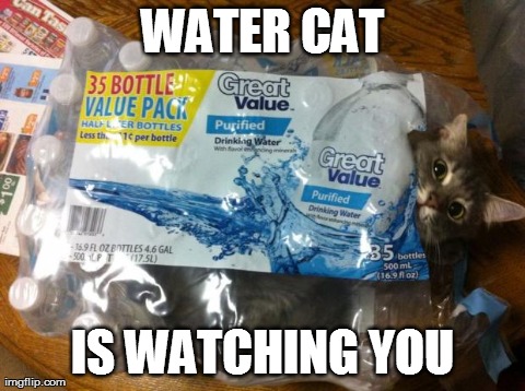 WATER CAT IS WATCHING YOU | made w/ Imgflip meme maker