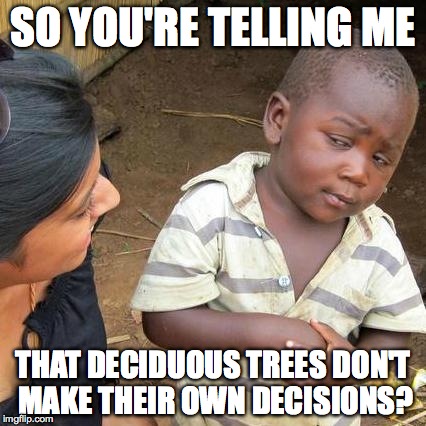 Third World Skeptical Kid | SO YOU'RE TELLING ME; THAT DECIDUOUS TREES DON'T MAKE THEIR OWN DECISIONS? | image tagged in memes,third world skeptical kid | made w/ Imgflip meme maker