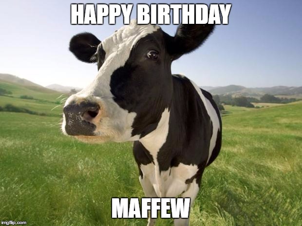 cow | HAPPY BIRTHDAY; MAFFEW | image tagged in cow | made w/ Imgflip meme maker