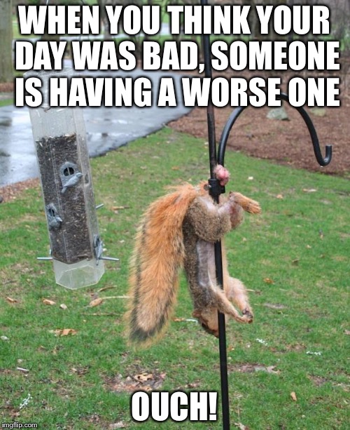 Squirrel NUTs  | WHEN YOU THINK YOUR DAY WAS BAD, SOMEONE IS HAVING A WORSE ONE; OUCH! | image tagged in squirrel nuts | made w/ Imgflip meme maker