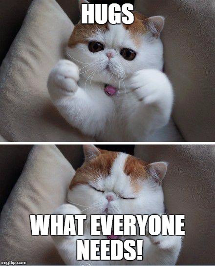 I need hugs cat | HUGS; WHAT EVERYONE NEEDS! | image tagged in i need hugs cat,cats,meme,memes | made w/ Imgflip meme maker