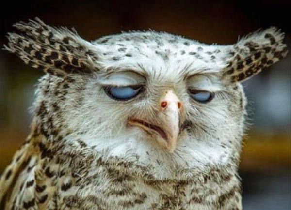Derpy Owl Blank Meme Template