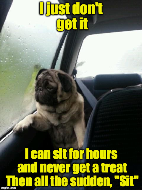 Introspective Pug | I just don't get it; I can sit for hours and never get a treat Then all the sudden, "Sit" | image tagged in introspective pug | made w/ Imgflip meme maker
