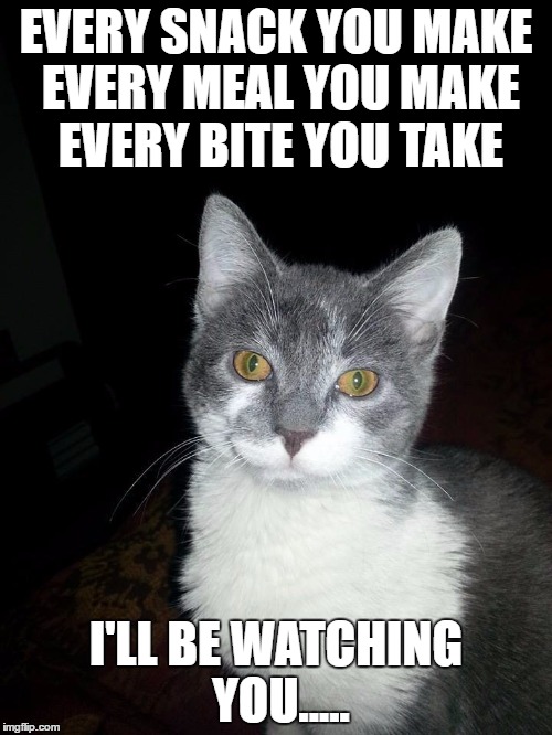 mykacat | EVERY SNACK YOU MAKE EVERY MEAL YOU MAKE EVERY BITE YOU TAKE; I'LL BE WATCHING YOU..... | image tagged in mykacat | made w/ Imgflip meme maker
