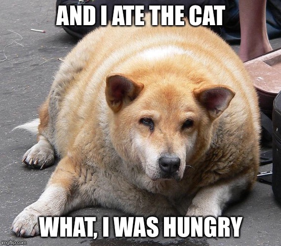 AND I ATE THE CAT WHAT, I WAS HUNGRY | made w/ Imgflip meme maker