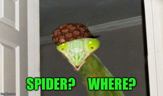SPIDER?     WHERE? | made w/ Imgflip meme maker