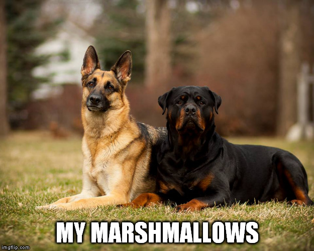 MY MARSHMALLOWS | made w/ Imgflip meme maker