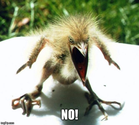 Unpleasant Bird | NO! | image tagged in unpleasant bird | made w/ Imgflip meme maker