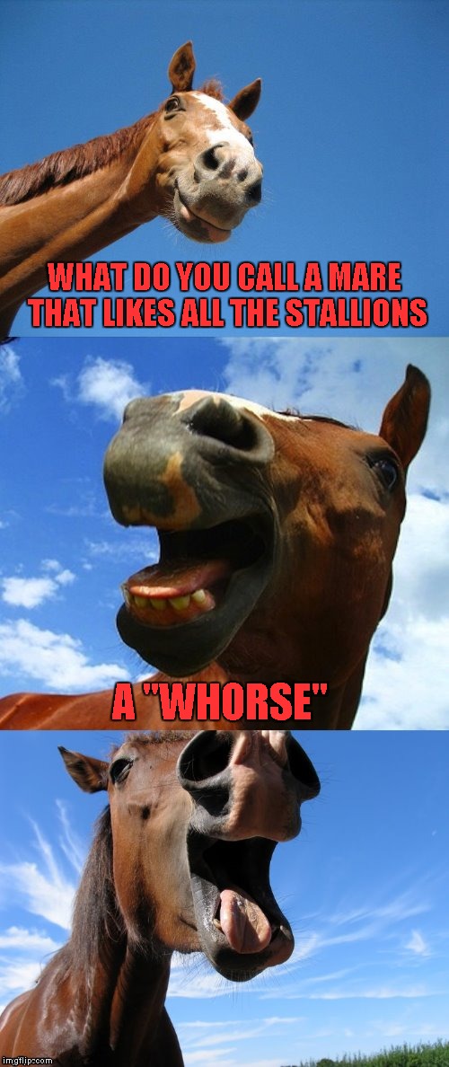 WHAT DO YOU CALL A MARE THAT LIKES ALL THE STALLIONS A "WHORSE" | made w/ Imgflip meme maker