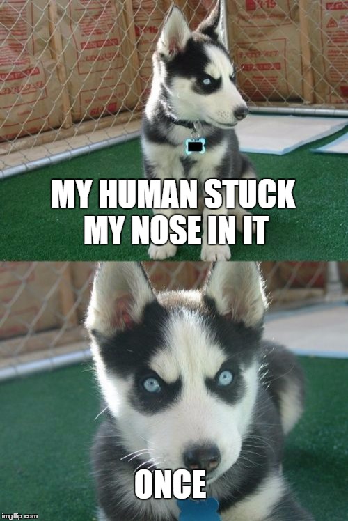 Insanity Puppy | MY HUMAN STUCK MY NOSE IN IT; ONCE | image tagged in memes,insanity puppy | made w/ Imgflip meme maker