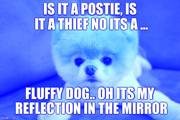 http://cdn.theanimals.pics/pictures/www.theblogismine.com/wp-con | IS IT A POSTIE, IS IT A THIEF NO ITS A ... FLUFFY DOG.. OH ITS MY REFLECTION IN THE MIRROR | image tagged in http//cdntheanimalspics/pictures/wwwtheblogisminecom/wp-con | made w/ Imgflip meme maker