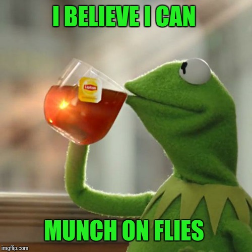 But That's None Of My Business Meme | I BELIEVE I CAN MUNCH ON FLIES | image tagged in memes,but thats none of my business,kermit the frog | made w/ Imgflip meme maker