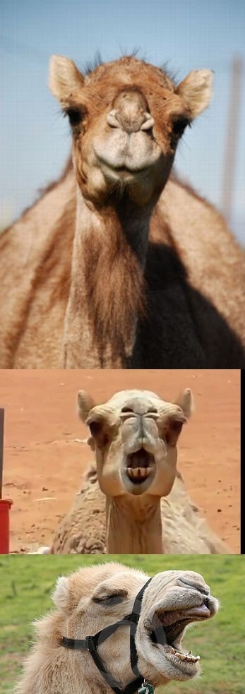 Bad Pun Camel Blank Meme Template