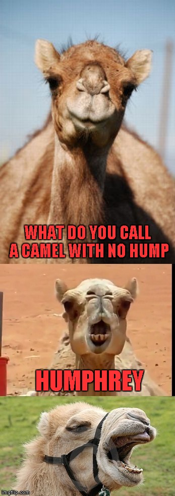Thought I would create another Bad Pun Template for the hell of it. |  WHAT DO YOU CALL A CAMEL WITH NO HUMP; HUMPHREY | image tagged in bad pun camel,memes,funny,funny animals,animals,camel | made w/ Imgflip meme maker