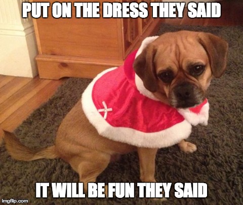 image tagged in santa,funny,animals,dogs | made w/ Imgflip meme maker