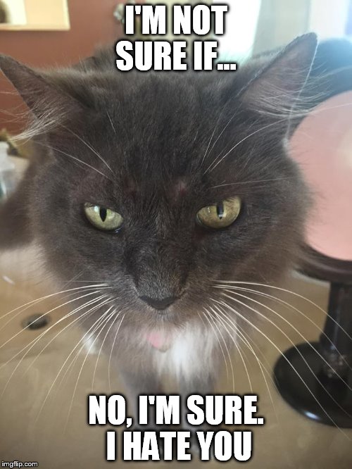 I'M NOT SURE IF... NO, I'M SURE. I HATE YOU | image tagged in grumpy cat,hate | made w/ Imgflip meme maker