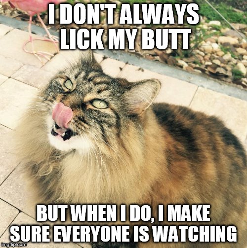 I DON'T ALWAYS LICK MY BUTT; BUT WHEN I DO, I MAKE SURE EVERYONE IS WATCHING | image tagged in cat | made w/ Imgflip meme maker