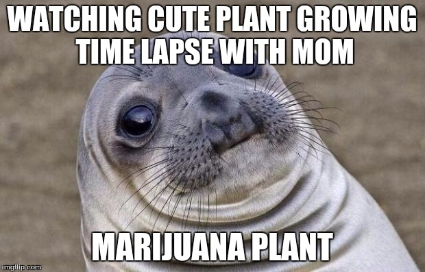 I think my whole life is just this sealion | WATCHING CUTE PLANT GROWING TIME LAPSE WITH MOM; MARIJUANA PLANT | image tagged in memes,awkward moment sealion | made w/ Imgflip meme maker