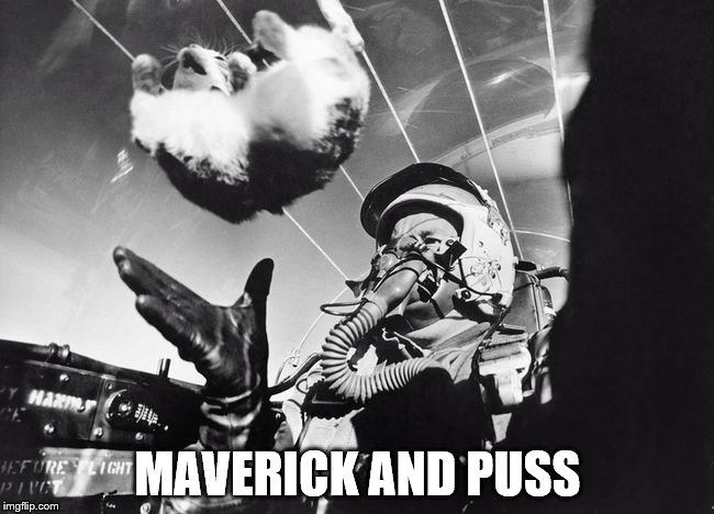 I feel the need the need for wheeee! | MAVERICK AND PUSS | image tagged in memes,top gun,movies,planes,cats,animals | made w/ Imgflip meme maker