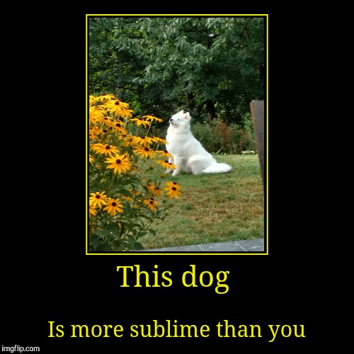 image tagged in funny,demotivationals | made w/ Imgflip demotivational maker
