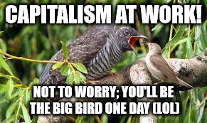 Capitalism at work | CAPITALISM AT WORK! NOT TO WORRY; YOU'LL BE THE BIG BIRD ONE DAY (LOL) | image tagged in capitalism | made w/ Imgflip meme maker