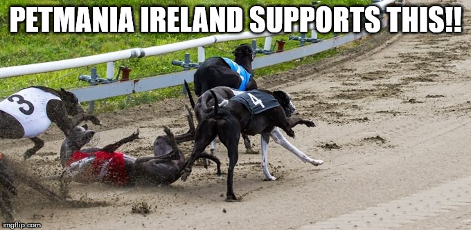 Greyhounds | PETMANIA IRELAND SUPPORTS THIS!! | image tagged in dogs | made w/ Imgflip meme maker