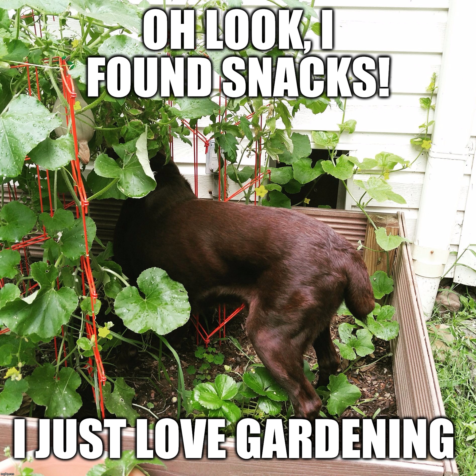 I love gardening!  | OH LOOK, I FOUND SNACKS! I JUST LOVE GARDENING | image tagged in chuckie the chocolate lab,gardening,dog,funny memes,funny,labrador | made w/ Imgflip meme maker
