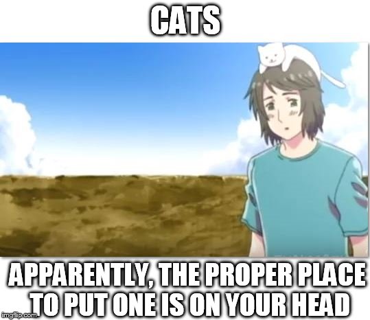 The Cat in the Hat? Oh no. The Cat IS the Hat. | CATS; APPARENTLY, THE PROPER PLACE TO PUT ONE IS ON YOUR HEAD | image tagged in meme,cat,hetalia,greece,funny,hat | made w/ Imgflip meme maker