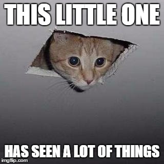 CCTV | THIS LITTLE ONE; HAS SEEN A LOT OF THINGS | image tagged in memes,ceiling cat,cats | made w/ Imgflip meme maker